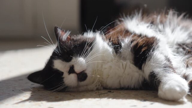 Longhaired tuxedo black and white cat lying on back, basking in warm sunlight on floor.