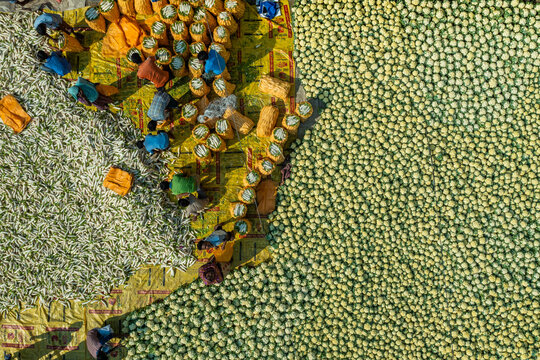 Aerial view of agricultural workers sorting and packing fresh cauliflower and radishes on large yellow tarps in Bogura, Rajshahi Division, Bangladesh.