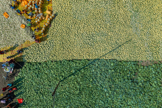 Aerial view of workers harvesting and sorting a large field of green and white cabbages in Bogura, Rajshahi Division, Bangladesh.