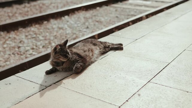 Tabby cat resting on stone platform edge beside railway tracks at station