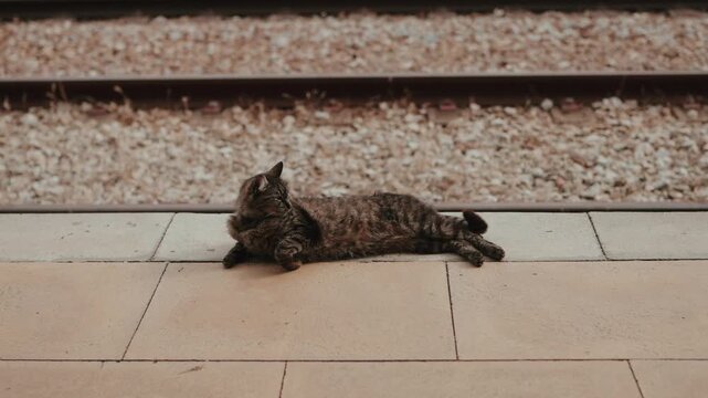 Tabby stray cat lying on stone platform beside railway tracks at Pinh&atilde;o train station Portugal