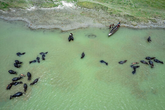Aerial view of a herd of water buffaloes swimming in a river with a small wooden boat and people nearby in Bogura, Rajshahi Division, Bangladesh.