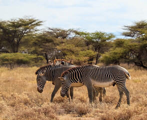 Grevy's zebras grazing in dry African savanna wilderness © Michael