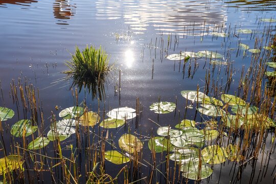 Water surface with lily pads and bright sun reflecting