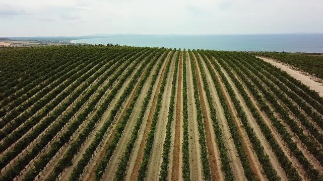 Aerial view of Cannonau vineyards by the Mediterranean Sea, Sardinia, Italy