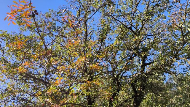 Yellow and green leafes in the nature