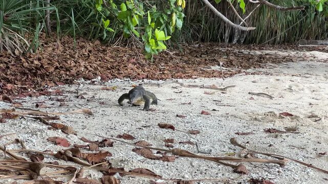 Captivating close up footage of a large monitor lizard making its way along the pristine beaches of the Perhentian Islands, offering a rare and intimate glimpse of exotic wildlife in Malaysia, Terengg