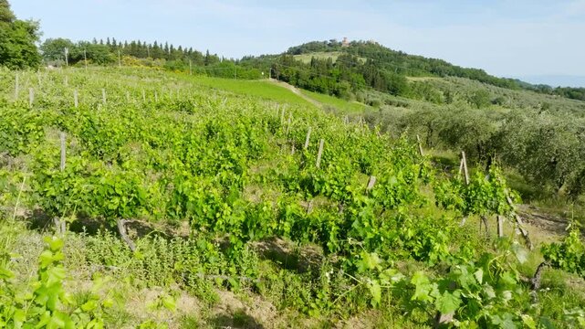 Low aerial over lush green vineyard rows and olive trees in Tuscany, Italy