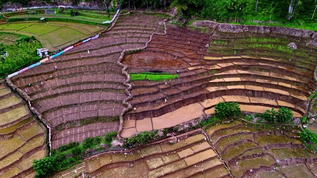 Curved rice terraces form tight steps around a central muddy pond with scattered workers and trees near Uva tea lands.