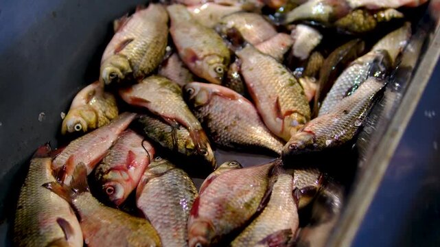 fish on the counter carp crucian carp small big fish in iron bowls for sale catch poaching or fair bets