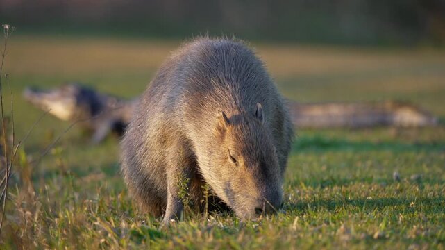 Capybara feeds on short grass while a yacare caiman lies motionless behind it in soft evening light, useful for wildlife behavior or predator prey tension scenes.