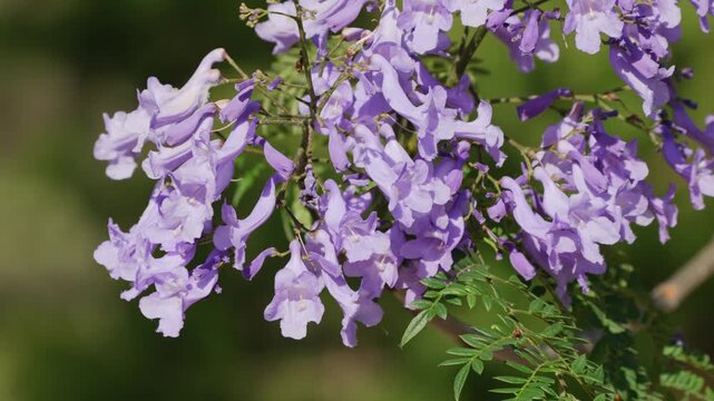 Close-up of jacaranda tree showcasing vivid purple flowers against a blurred green background. Ideal for botanical studies or nature-themed projects.