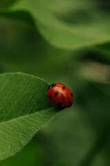 ladybug on leaf © Anastassiya
