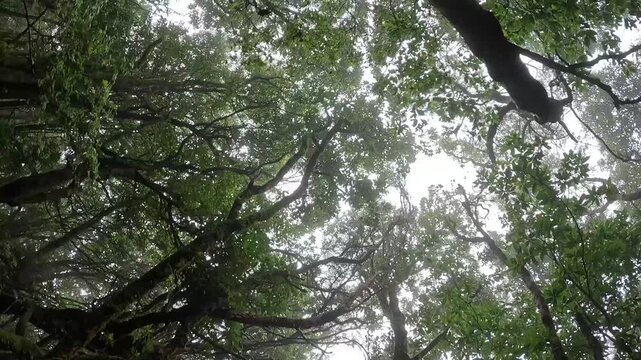 Ancient Laurisilva Forest Canopy Silhouetted Against the Sky, Madeira, Portugal