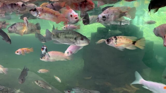 Many types and colors of fish of various sizes are swimming in a large aquarium