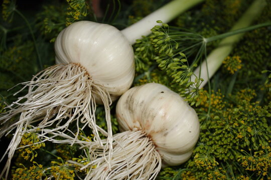 Fresh garlic bulbs with green shoots emerge from their papery white layers.