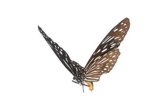 Beautiful closeup (Dark Glassy Tiger Butterfly). Beautiful blue butterfly flying isolated on white background. for graphics or advertising design.