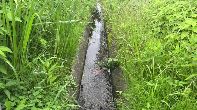 青々とした雑草が生い茂る中を流れる田舎の用水路