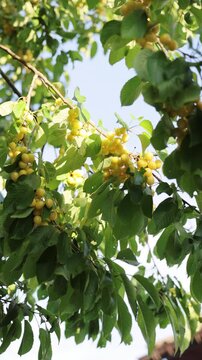 Vertical video of the delicious yellow cherries on the tree branch. Growing organic food in the summer garden. Yellow berries of cherry on tree. Ripe organic cherries picking