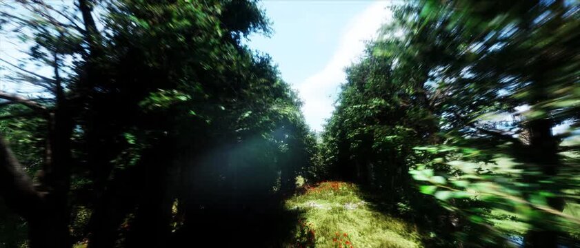 trees in the forest