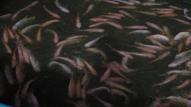 Fresh Tilapia Harvest in Aquaculture Farm &ndash; Live Fish Production for Sustainable Seafood Industry and Food Supply 4K