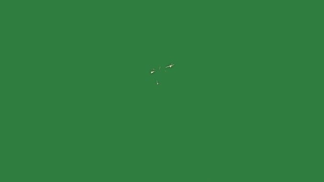 Spider ' s back and white background birds flying in the air small hole middle isolated on green screen background
