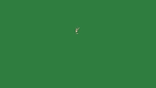 Bird flying in the sky and spider isolated on green screen background