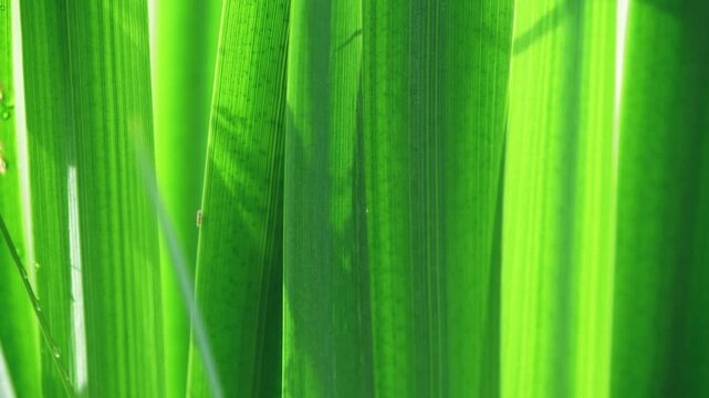 Bright green plant leaf creating a natural background, showcasing intricate patterns of parallel veins and organic textures forming a vibrant botanical backdrop