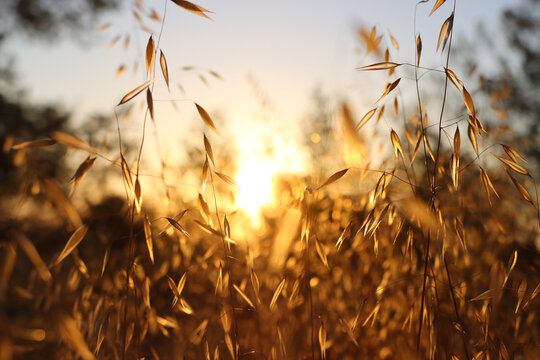 plant in the forest at sunset time