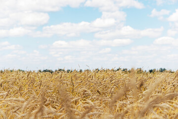 Obraz premium Golden rye field swaying gently under the sun