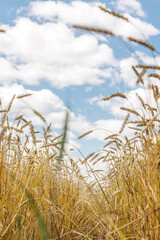 Obraz premium Golden rye field swaying gently under the sun
