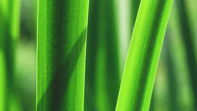 Bright green plant leaf creating a natural background, showcasing intricate patterns of parallel veins and organic textures forming a vibrant botanical backdrop