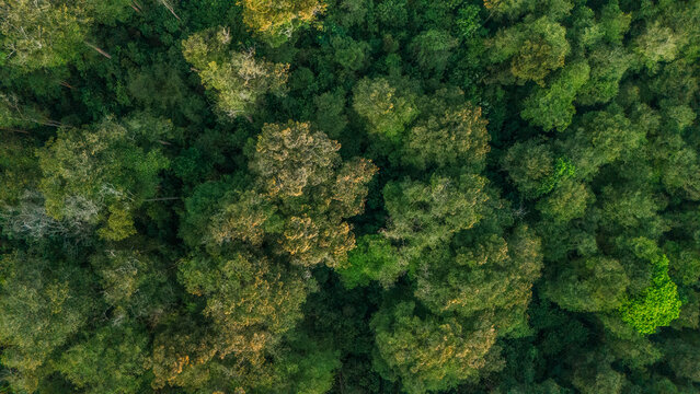 Aerial view of a dense tropical forest canopy with lush green foliage and varied tree heights in Indonesia.