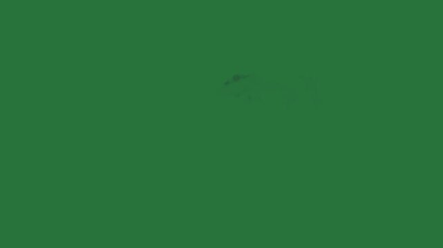 White border and screen shark swimming in the water bird flying sky person turtle through air isolated on green screen background