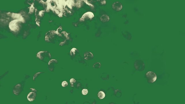White flowers and leaves screen dog person sitting the ground in front of silhouette man cloud clouds isolated on green screen background