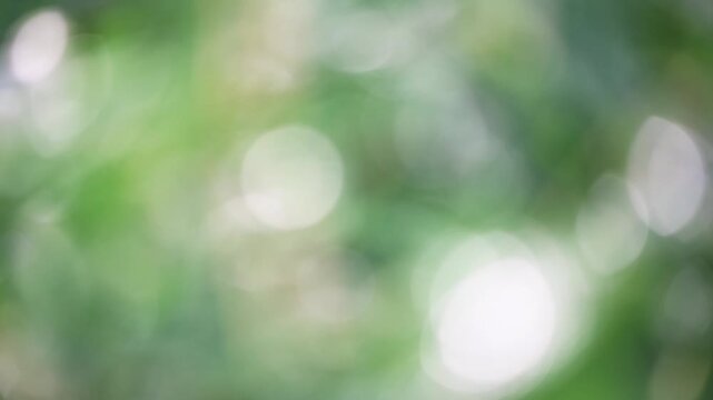 Natural green bokeh background featuring soft light or water droplets creating abstract circular shapes, symbolizing freshness, growth, and natural beauty