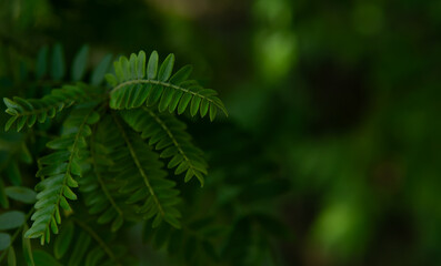 Fototapeta premium Small green acacia leaves close up on dark moody foliage background with copy space