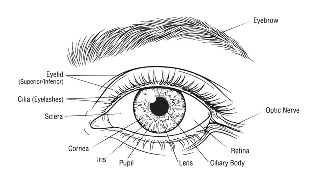 Anatomical diagram of the human eye with labeled parts structure education optometry research