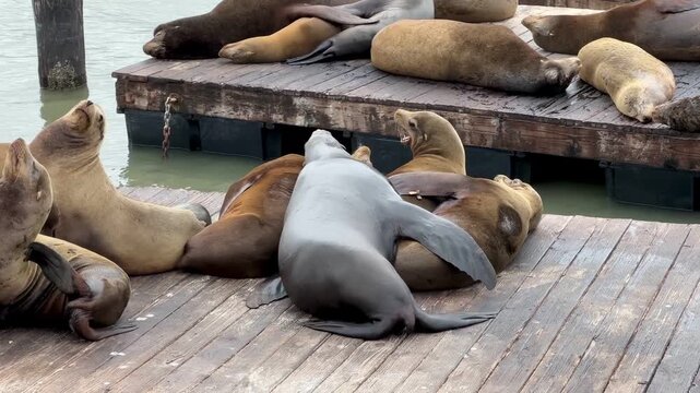 Sea lions on the Pier 39, San Francisco, California, USA