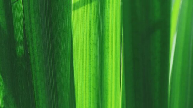 Bright green plant leaf creating a natural background, showcasing intricate patterns of parallel veins and organic textures forming a vibrant botanical backdrop