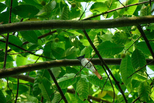 View of an Asian paradise flycatcher perched on a tree branch amidst lush green foliage in Bogura, Rajshahi Division, Bangladesh.