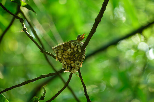 View of a small bird nest with a hungry chick inside, perched on thin tree branches amidst lush green foliage in Bogura, Rajshahi Division, Bangladesh.