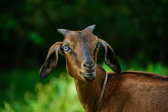 View of a brown goat with striking blue eyes and a rope collar standing in a lush green field in Bogura, Rajshahi Division, Bangladesh.