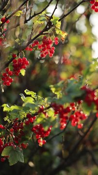 Vertical format video of Currants growing in the garden. Ripe berries of red currant close up stagger in the wind on the branches. Warm summer sunny day. Natural lighting