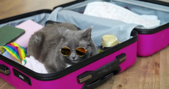 Peaceful feline prepared for trip. Serene pet feline surrounded by necessary travel items and essentials. Tranquil domestic cat surrounded by essentials and items needed for comfortable journey