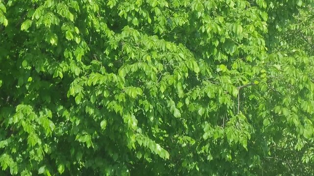 Dense tree with big leafs