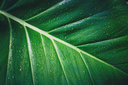 Dark green tropical leaf texture with water drops close up in Punta Cana, Dominican Republic