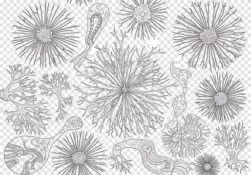 Microscopic organisms and radiolaria illustration