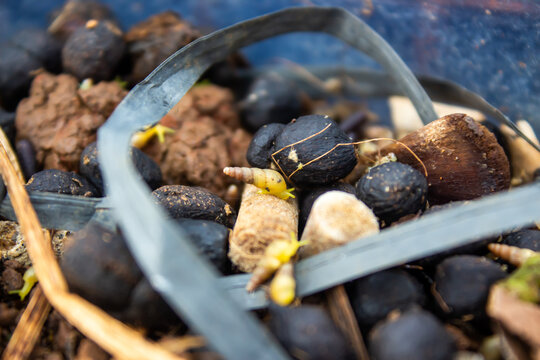 Macro Close Up of Tiny Snails Crawling on Organic Fertilizer Pellets with Natural Texture