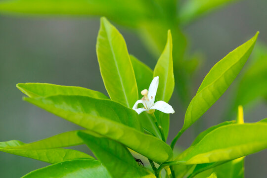 Citrus lemon flower on a branch